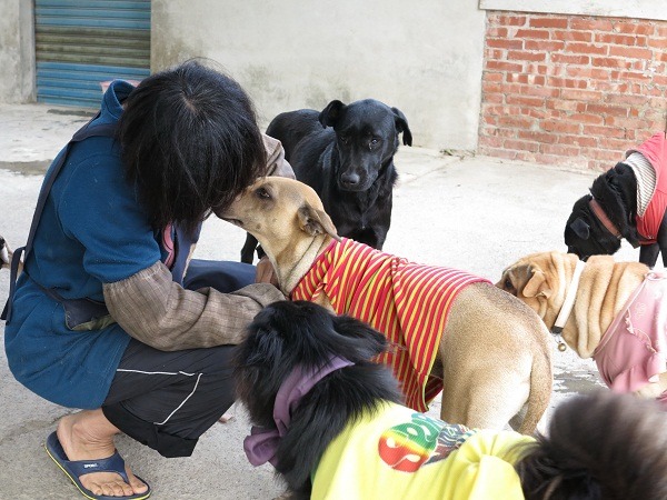 志工為狗穿衣服時，狗兒們爭先恐後，好像知道天冷要添加衣服。  蕭士塔/攝