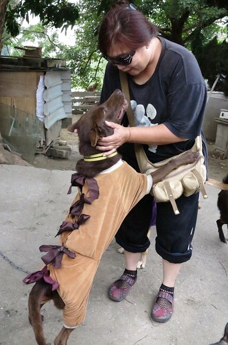 這隻狗喜歡找人打架，衣服還要加工縫上布條綁緊，造型頗為搶眼。  蕭士塔/攝