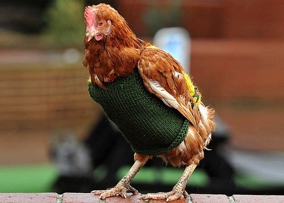 穿著愛心毛背心的雞隻，看起來很有派頭哦! 取自網路