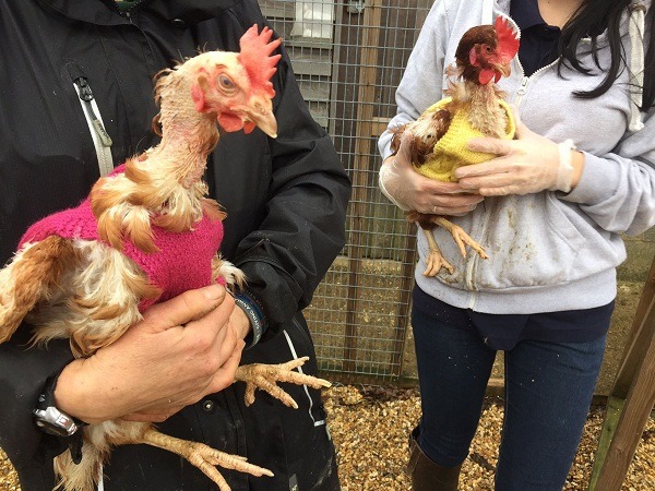 這些被救援的淘汰蛋雞，不但躲過進屠宰場的命運，而且獲得民眾以愛心編製的毛背心，助牠們禦寒過冬。取自raystede.org