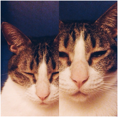 闖禍的貓貓狗狗常會擺出一副充滿「罪惡感」的模樣，但這真的表示牠們正在反省嗎？（圖為筆者家裡的貓：車車。）林猷威/攝