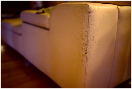 貓與沙發的完美結合，勢必會是這個慘狀，而我們應該責罵貓咪們，或是乾脆眼不見為淨？林猷威/攝