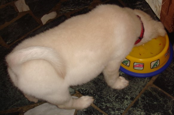 過年期間,寵物加菜也應該注意飲食保健,才能安心過好年!瑭芯/攝