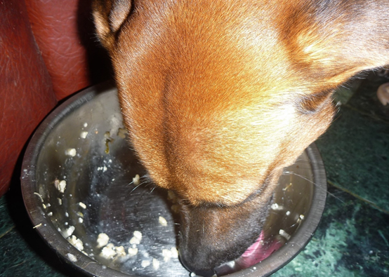 寵物平常習慣吃乾飼料,突然吃到鮮食也可能出現腸胃不適。瑭芯/攝