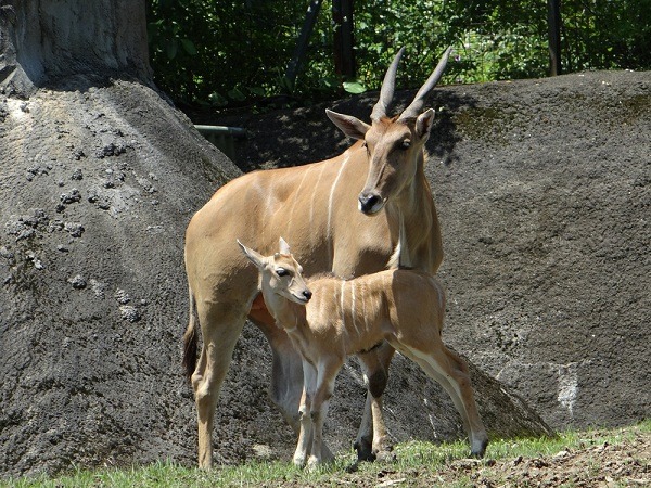 仔細看，5月5日生的「春姿」頭上已冒出小角。　台北市立動物園/提供
