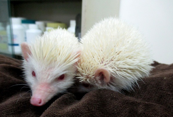 民眾在大樓地下室發現這兩隻刺蝟，一開始以為是老鼠。   蕭士塔/攝