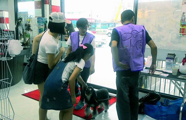 雪納瑞「Coffee奶奶」被老爺爺的家人帶到內湖動物之家，辦理不擬續養。 小敏/提供