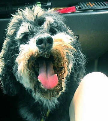 因為被診斷出口腔內有惡性腫瘤，「Coffee奶奶」在短短時間內又被認養人轉手了。小敏/提供