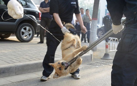 官方「打狗隊」在街頭捕狗,公立收容所更成為狗肉販的蒐購源頭之一。 無糖媽/攝