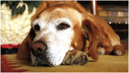 老齡犬不免病痛纏身，或因關節疼痛失去行動力。  取自網路