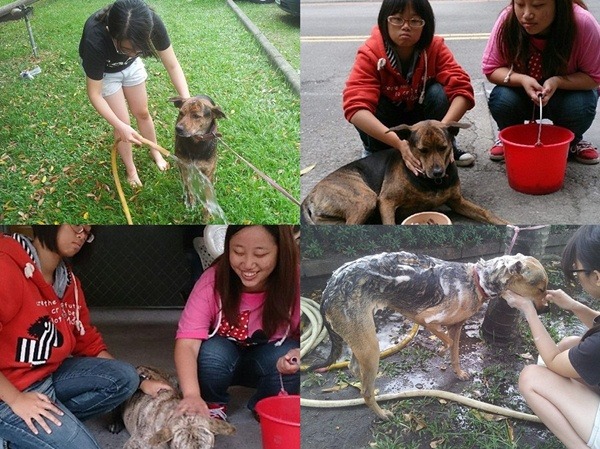 大仁科技大學仁犬服務社成員餵食校園狗，幫牠們洗澡，以實際行動化解師生對校園犬的誤解。 　仁犬服務社/提供