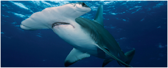 大雙髻鯊嚴重面臨生存威脅。 取自adventureaquarium.com