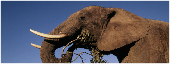 取自www.worldwildlife.org