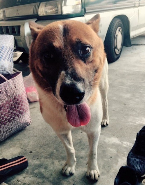 大熊生前拍攝的照片不多，愛到處遊玩的牠，總能保持整潔的模樣，常留在餵養人心中。  葉先生/提供