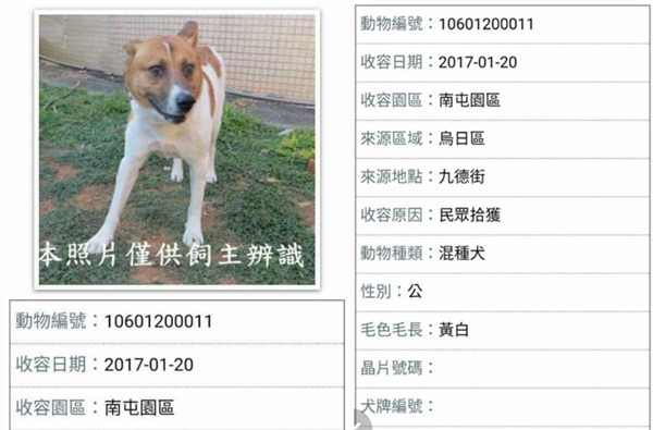 大熊被捕捉入所後拍攝的照片，看得出牠很驚慌，入所原因填寫的是「民眾拾獲」，而非「通報捕捉」。 葉先生/提供