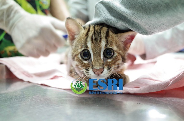 約兩個半月大時的大野，正在進行體檢，準備移籠舍。特生中心/提供