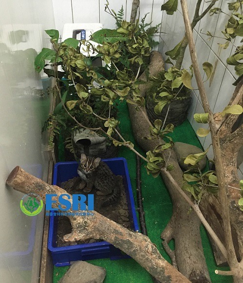 找到大野了嗎? 這是牠在野生動物急救站住過的籠舍之一。特生中心/提供