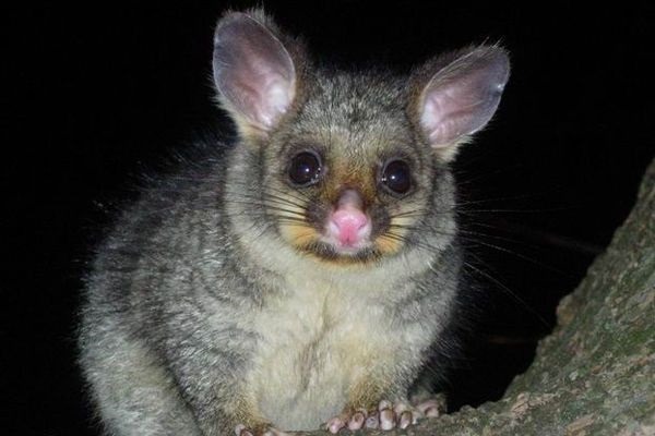 又稱為負鼠(POSSUM)的袋貂，是澳洲常見的哺乳動物之一，主要分佈於澳洲沿海地區，在被引進紐西蘭之後，因為沒有天敵而大量繁殖，成為當地生態環境的破壞者。