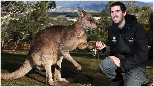 巴諾壤（Bonorong）野生動物保護區負責人，傑森•格雷厄姆（Jason Graham）測試森林袋鼠喜歡用那一隻爪子。研究證明袋鼠是左撇子。 取自網路