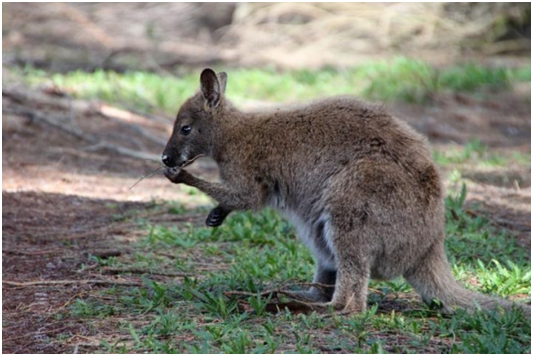   一隻紅頸小袋鼠（red-necked wallaby）用左前肢在吃東西。 取自網路