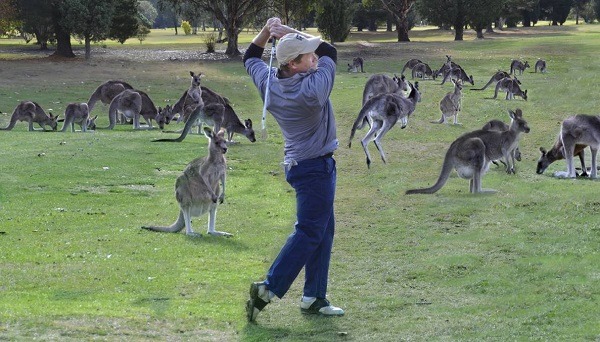 在袋鼠環繞的狀況下打高爾夫球,你能打完18洞嗎? 取自網路