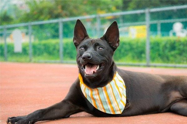 芳齡一歲的「三腳」雖然有殘疾，卻依然活潑健朗。 新北動保處/提供