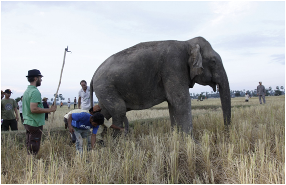 美國現任總統歐巴馬，無疑是最近幾任總統中最具動保意識的一位。(圖為在柬埔寨野外的大象)  取自網路