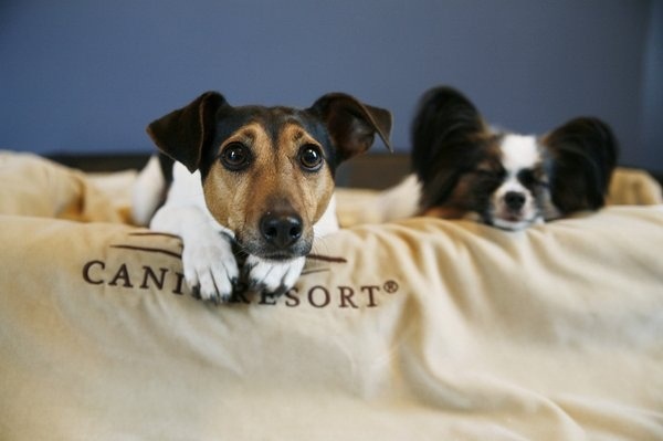 世界上第一個狗狗度假勝地Canis Resort。