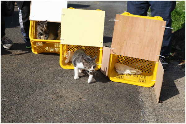 町公所職員利用馬鈴薯採收箱改造的臨時貓籠。島民們看見手術隔天釋放的流浪貓個個神采奕奕，總算鬆了一口氣。    取自動物基金