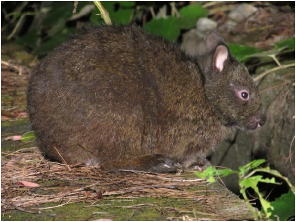  日本環境省奄美野生生物保護中心調查道路上和森林裡的屍體，發現琉球兔的死因之首是「交通事故」，其次就是「野化犬貓捕食」。    取自環境省