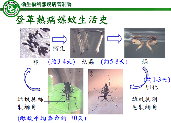 登革熱病媒蚊生活史：雌蚊將卵產於積水周邊容器的粗糙表面或潮濕處，而不直接產卵於水中，斑蚊卵具抗旱及耐低溫能力，埃及斑蚊的卵可乾燥半年以上尚具孵化能力，白線斑蚊則約可保存3個月左右。　取自衛福部疾管署