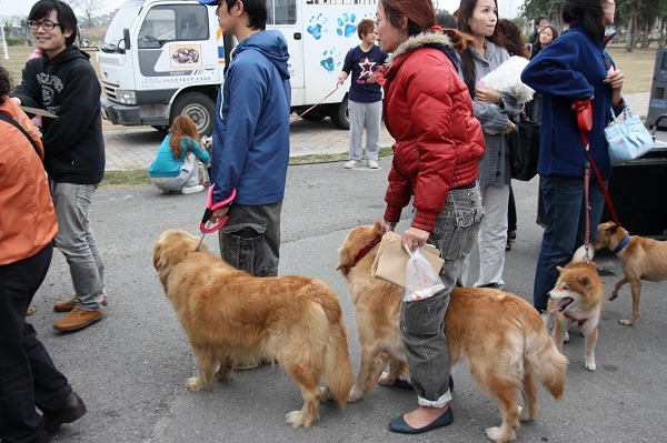 看燈會應為犬貓繫上牽繩，或以運輸籠攜帶，以保安全。     蕭士塔/攝