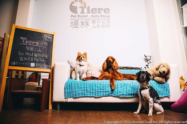 致力推廣救援與認養，店狗都是救援回來的；左起分別為:Twinkle、虎克、毛毛，都非常乖巧、可愛。