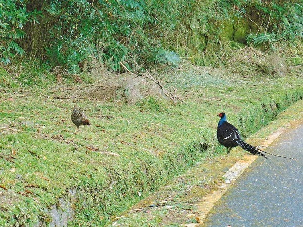 棲息在玉山國家公園塔塔加往鹿林山莊的這個帝雉家族,帝雉夫妻早晚出沒覓食,但下一代已獨立謀生。 玉管處/提供