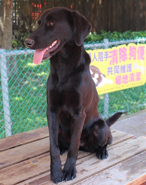 尾巴能像螺旋槳旋轉的「點點」，親人、好動，難得有這般淑女的坐姿。 李娉婷/攝