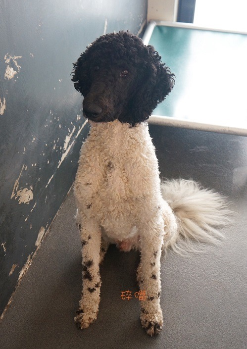犬舍中待訓的輔助犬。碎嘴/攝