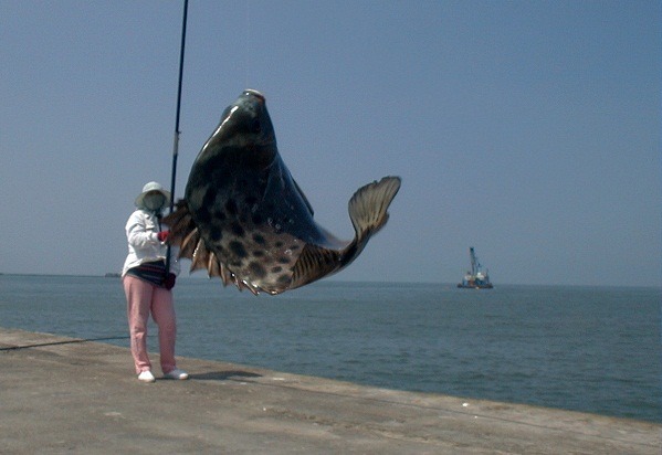 台南市致力於沿海漁業資源保護,圖為用海菜為餌釣到的「變身苦」。 蕭士塔/攝