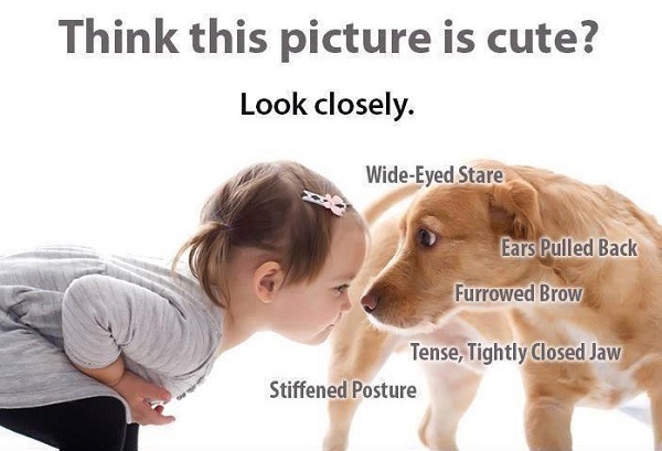 國外有很多專書、專業網站指導分析狗的肢體語言。取自網路