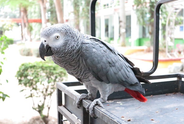 有民眾向動保處詢問該如何尋回飛走的鸚鵡。蕭士塔/攝