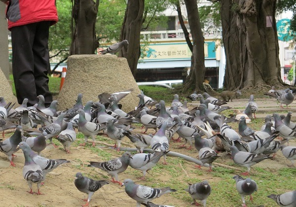 連野鵨在住宅區築巢，可能造成的環保衛生問題，民眾都找上動保處處理。  蕭士塔/攝