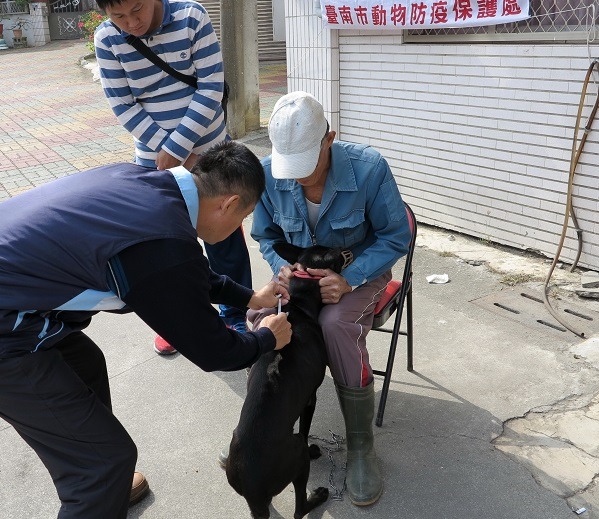 家犬不施打狂犬病疫苗經查獲將被罰3萬元，動保處特別加強宣導。  蕭士塔/攝