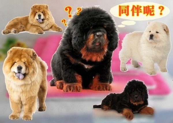 鬆獅犬混充藏獒，以人民幣100萬元的價格出售，引發兩岸媒體的報導熱，東網還特別設計出這張藏獒認不出同伴的組圖。 翻攝自東網
