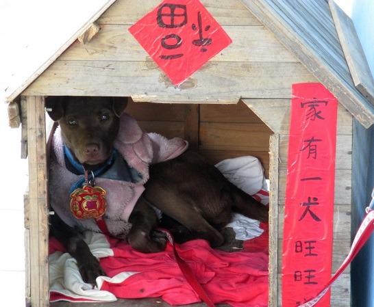 民眾寄給動物之家的舊衣物,讓犬貓的窩更溫暖。 蕭士塔/攝