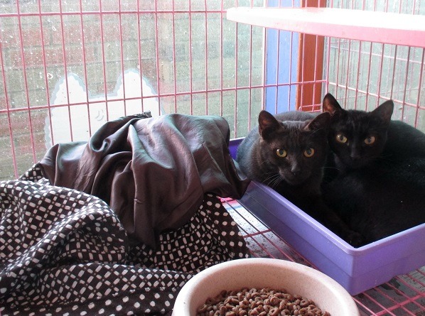 寒流來襲時,怕冷的貓更需要舊衣物禦寒保暖。 蕭士塔/攝