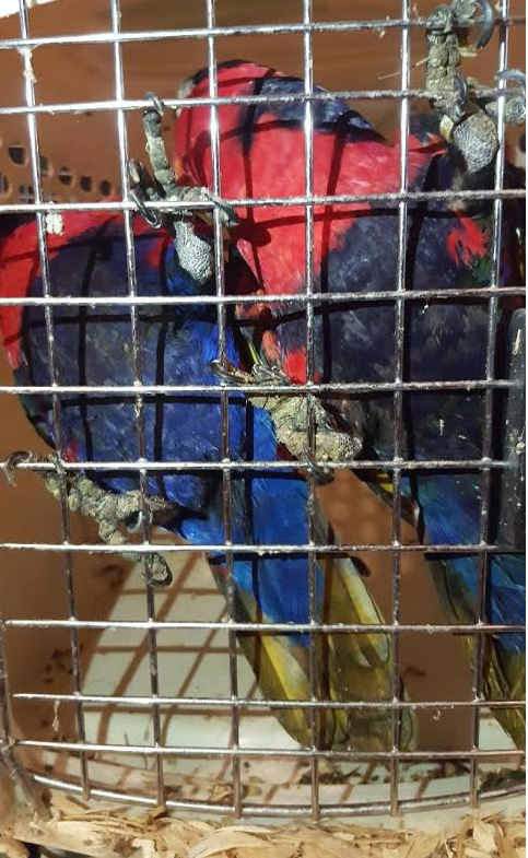 這些鳥的指甲已長到無法走路。 取自羅德島鸚鵡救援中心