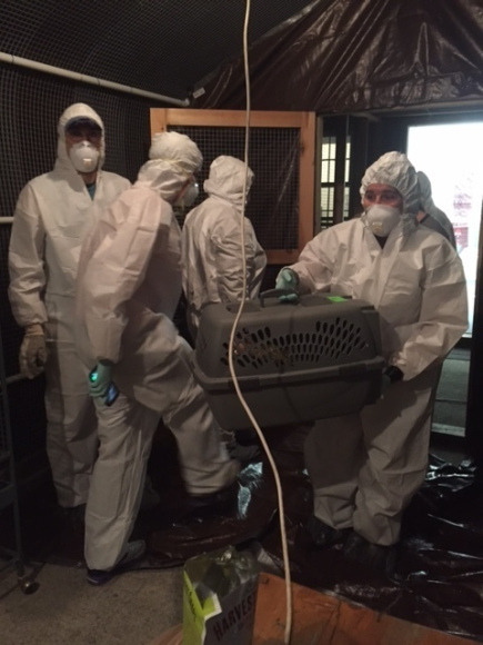 救援人員進入丹尼爾•古普勒斯的屋舍救援動物時，必須全副武裝抵擋惡臭味，但即使隔著過濾面罩也聞得到。 取自 themonstersamongus.com