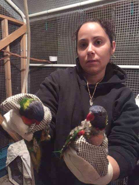 丹尼爾•古普勒斯是知名的鳥類專家，房舍裡的珍奇鳥類因不當飼養而落難，甚至死亡。取自 themonstersamongus.com