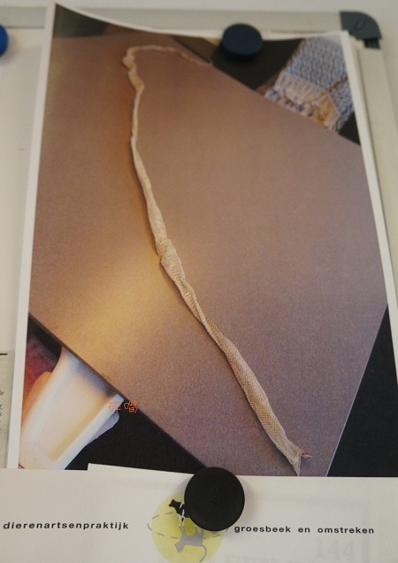 民眾曾通報佛高爾捕捉不知為何現身於荷蘭民宅的台灣黑眉曙蛇，後因確認非毒蛇，且蛇踪難尋，最終放棄捕捉，只有找到脫下的蛇皮。 碎嘴/攝