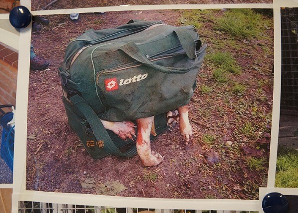 狠心飼主將毛孩子塞入包包丟棄運河，引起民眾公憤。碎嘴/攝