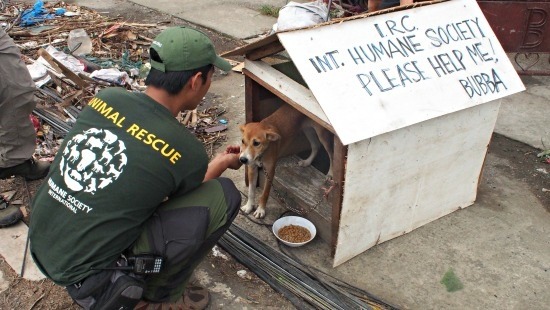 國際人道協會成立的動物救援隊,也向外界募款。 取自網路